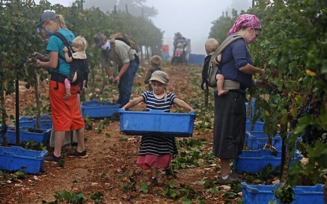 ISRAEL-PALESTINIAN-EVANGELIST-HARVEST-WINE