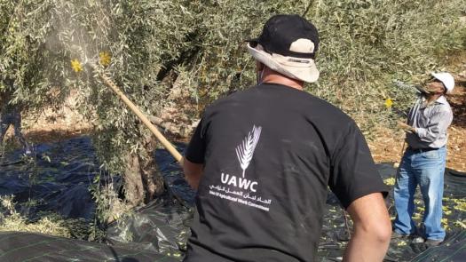 A man wearing UAWC t-shirt harvest an olive tree in occupied West Bank Facebook